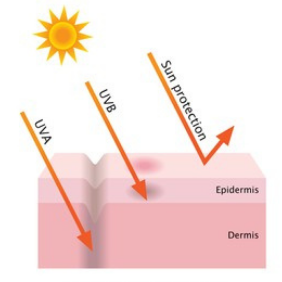 UVA and UVB rays penetrating the skin and how broad spectrum sunscreen can reflect these rays